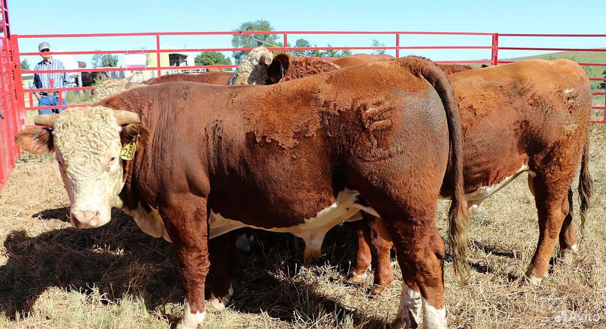 Крупный рогатый скот (крс). Реализация крупного рогатого скота. Породы коров в башкирии. Реализация крс. Стадо коров.