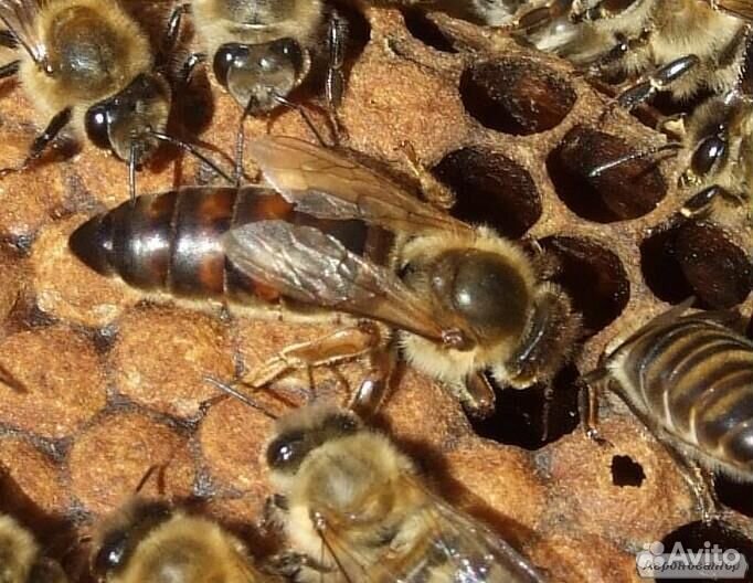 Неплодные пчелиные матки Карника с 29.04.2020 купить на Зозу.ру - фотография № 1
