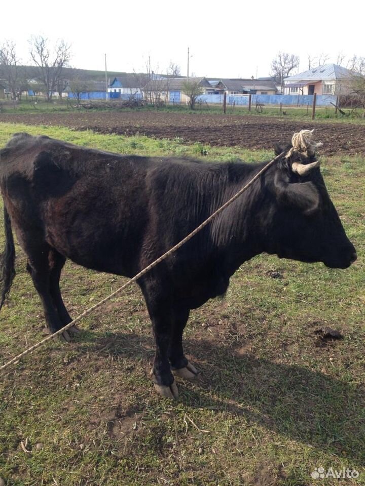 Корова, телки и бычок купить на Зозу.ру - фотография № 6