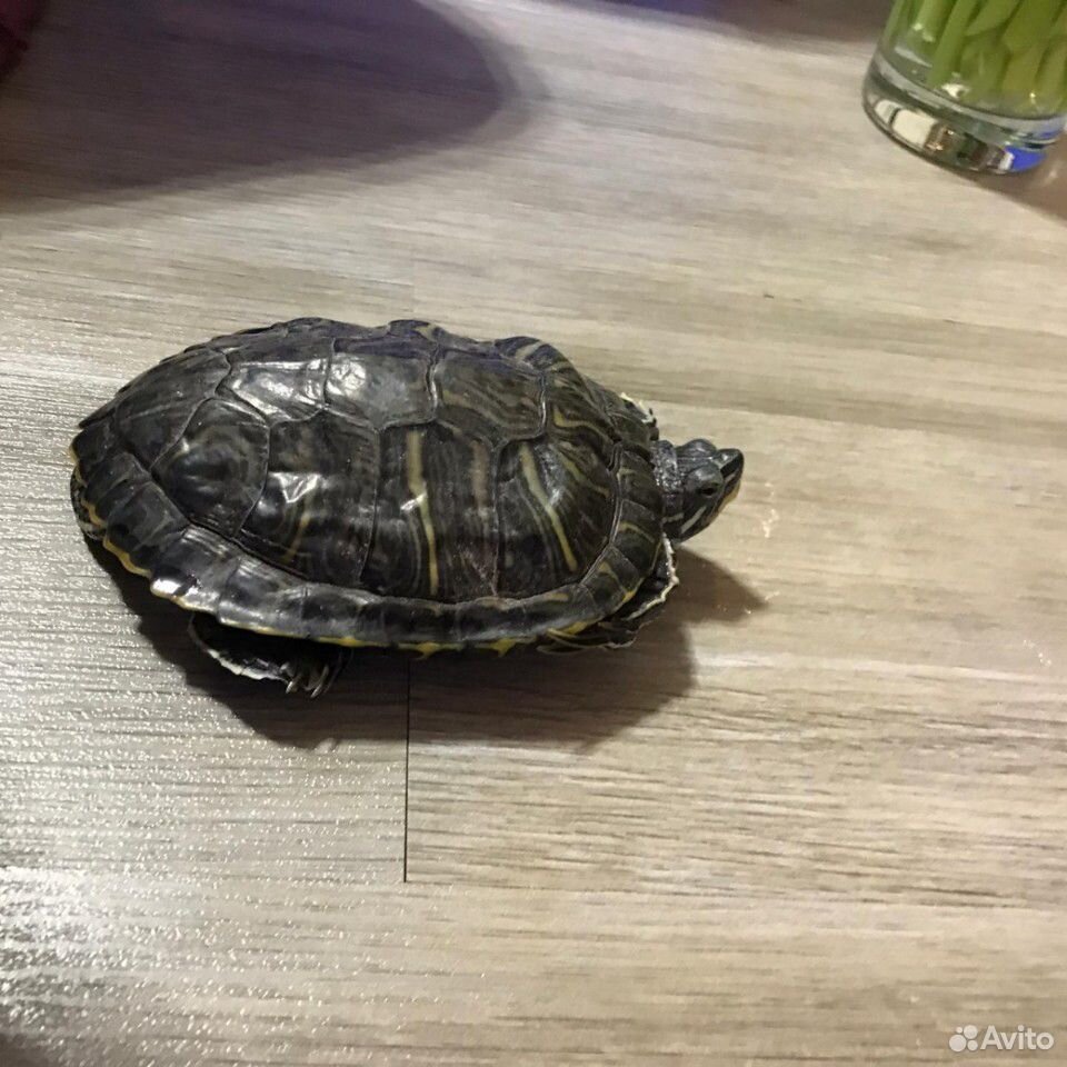 Красноухии Черепахи с аквариумом купить на Зозу.ру - фотография № 4