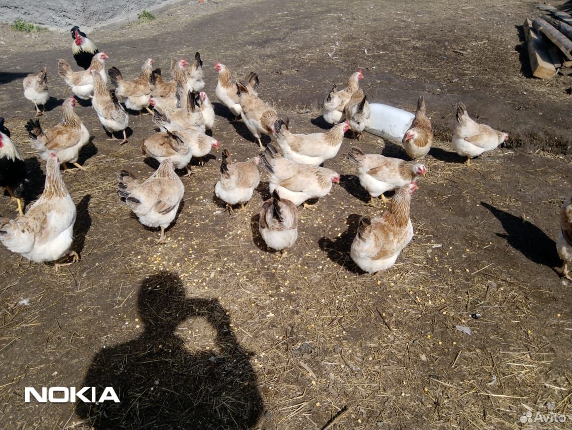 Куры цыплята загорской лососёвой инкубационное яйц купить на Зозу.ру - фотография № 1