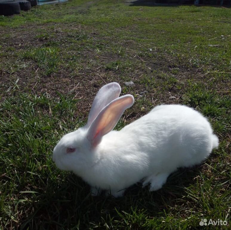 Продам кроликов (Белый великан) купить на Зозу.ру - фотография № 1