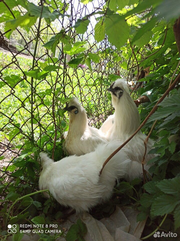 Китайские шелковые цыплята и инкубационное яйцо купить на Зозу.ру - фотография № 3