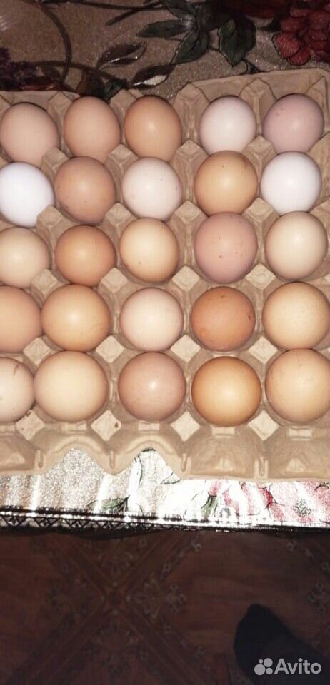 Яйцо икубационое купить на Зозу.ру - фотография № 1