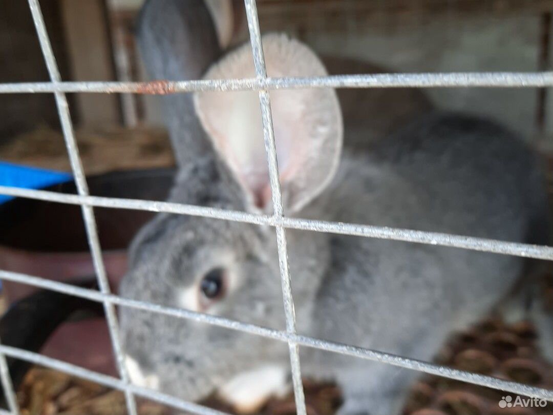 Кролики породы Фландер купить на Зозу.ру - фотография № 5