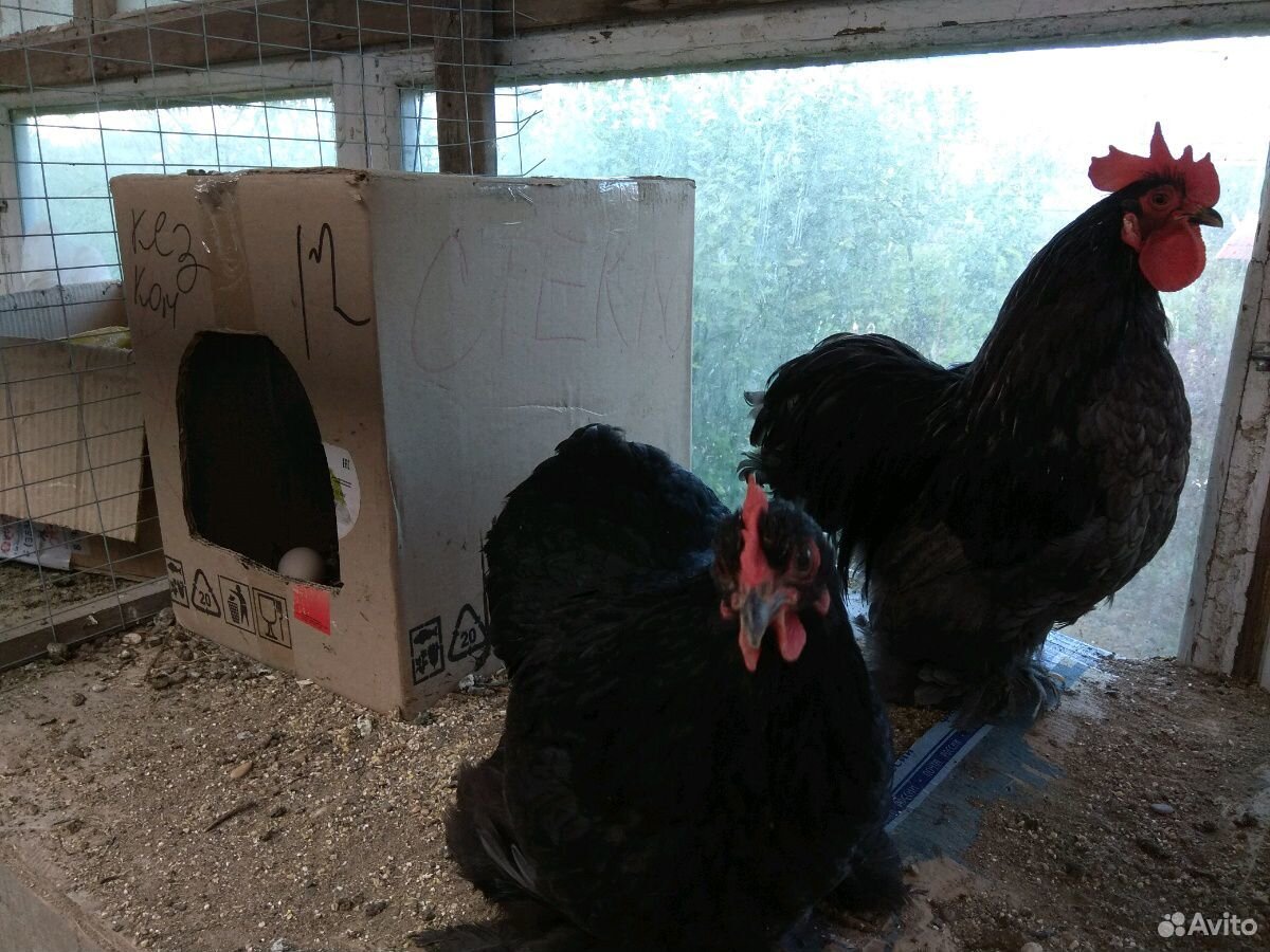 Яйцо, цыплята, индоутки купить на Зозу.ру - фотография № 6