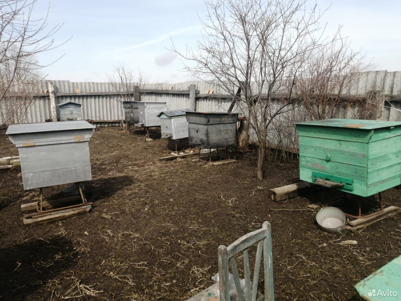 Ульи с 12-14 рамками с пчёлами, дедовские ) купить на Зозу.ру - фотография № 4