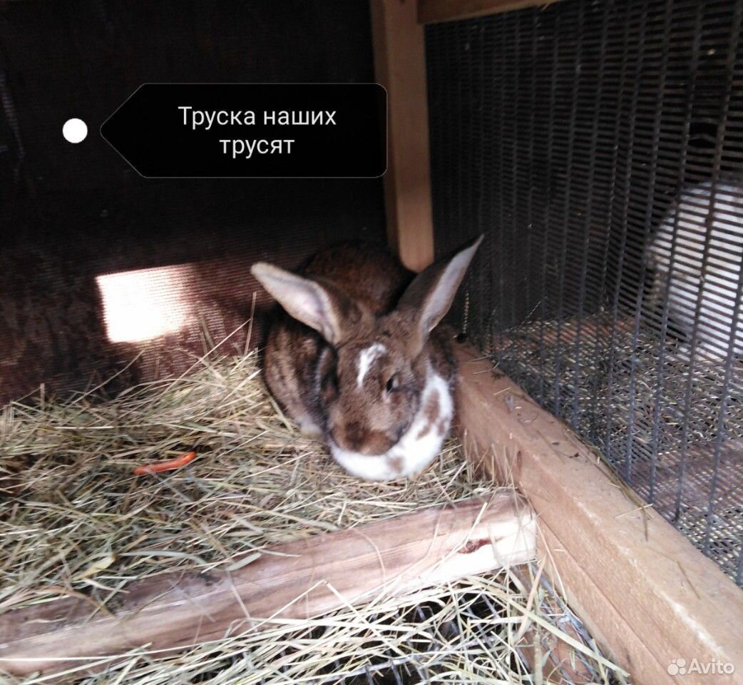 Продам кроликов 1.5-4.0 месячных купить на Зозу.ру - фотография № 2