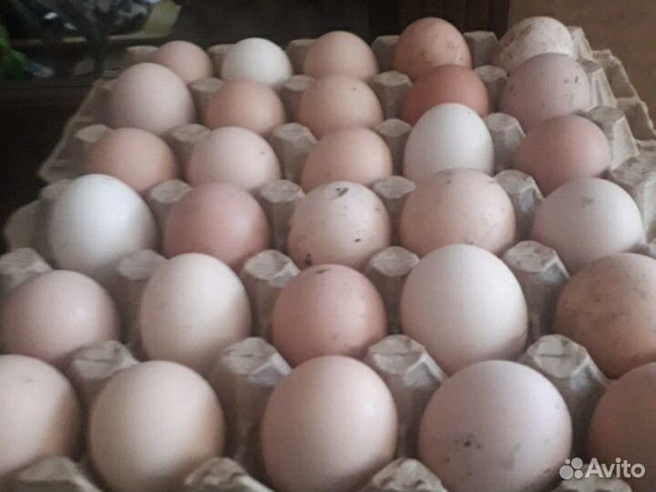 Яйца на инкубатор купить на Зозу.ру - фотография № 2