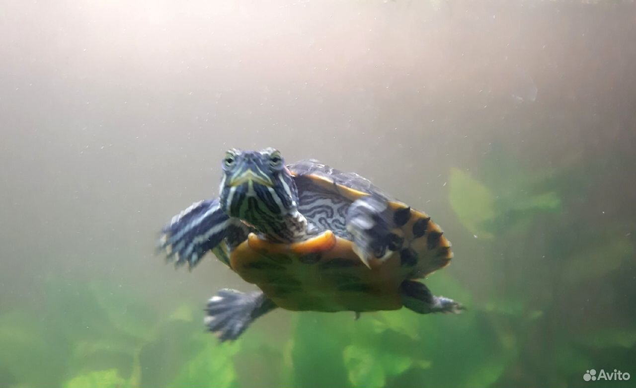 Черепаха красноухая (водная) бесплатно купить на Зозу.ру - фотография № 4