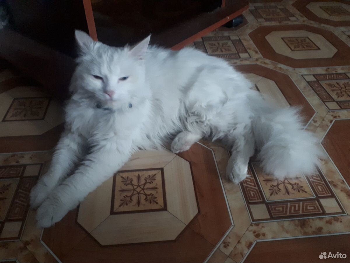 Котенок белый сибирский с приданым купить на Зозу.ру - фотография № 3
