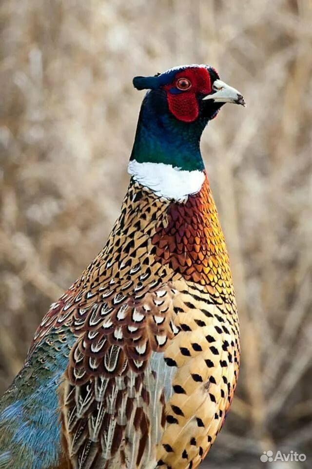 Как выглядит фазан фото птица