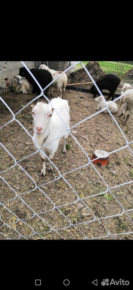 Козел Ламанча, коза с козочкой купить на Зозу.ру - фотография № 1