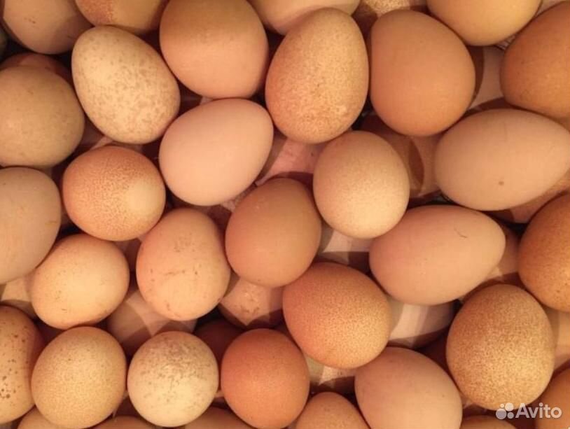 Инкубационное яйцо и подрощенные цыплята купить на Зозу.ру - фотография № 2