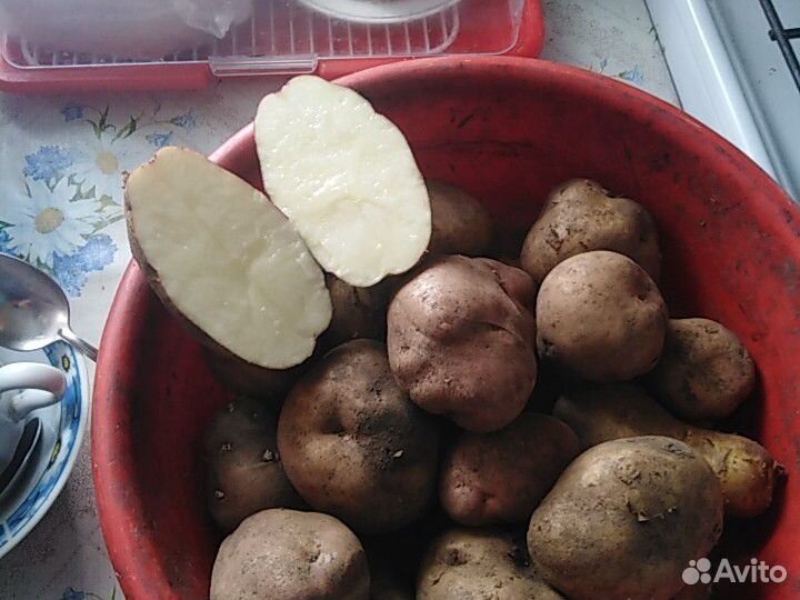 Картофель купить на Зозу.ру - фотография № 1
