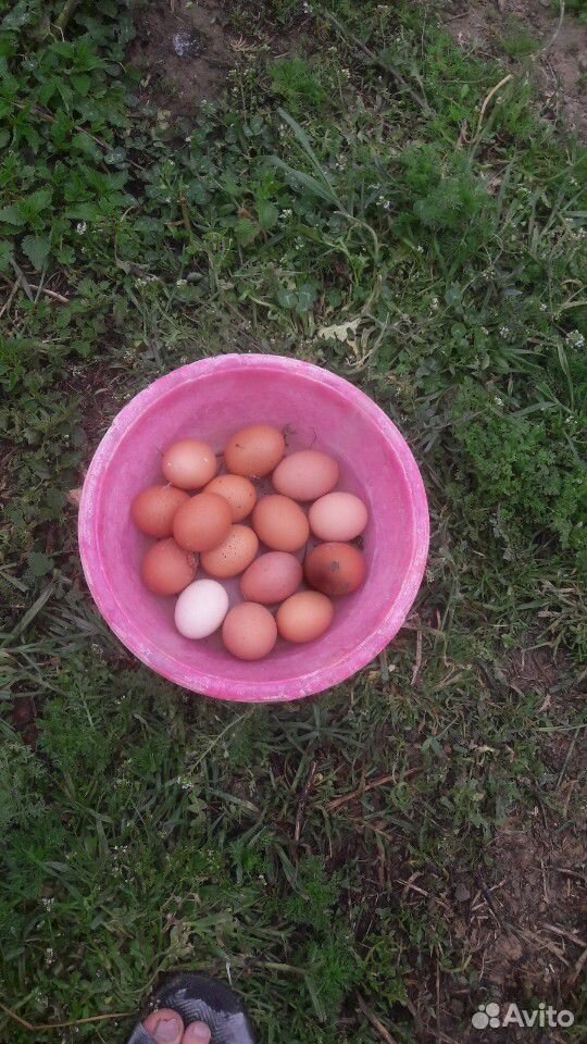 Инкубационные яйцы купить на Зозу.ру - фотография № 5