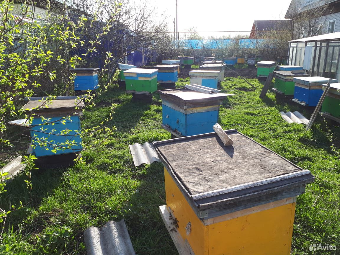 Пчеласемьи купить на Зозу.ру - фотография № 2