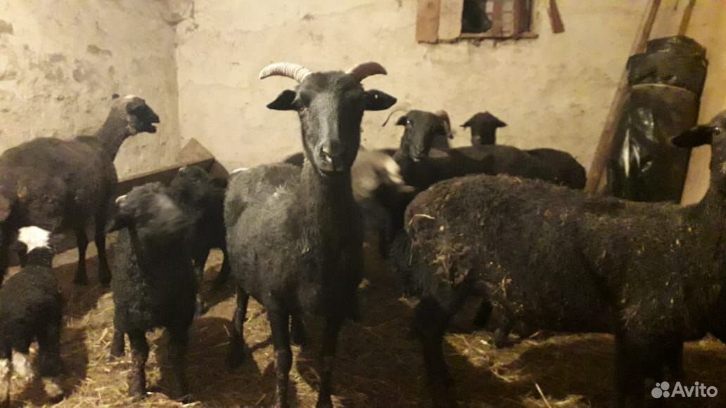 Продаются овцы с ягнятоми всего 7 овец у всех есть купить на Зозу.ру - фотография № 2