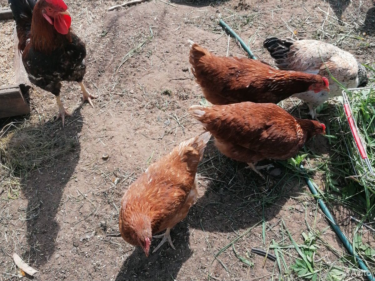 Инкубационные яйца, куры, цыплята купить на Зозу.ру - фотография № 7