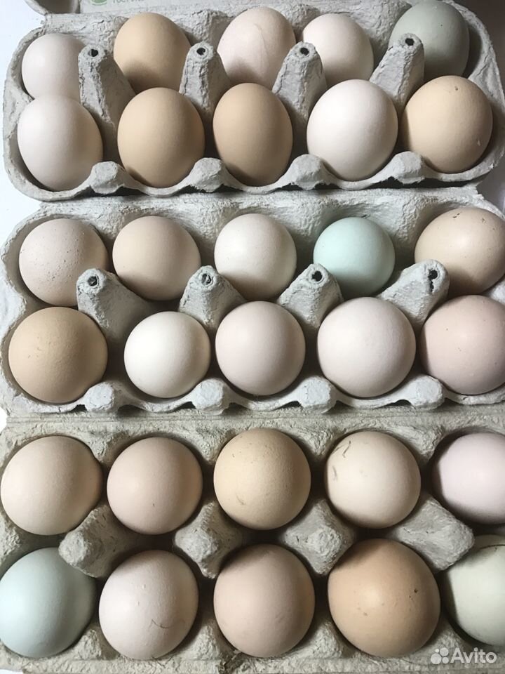 Инкубационное яйцо индоутки. Яйцо утиное инкубационное. Яйца уток. Яйцо индоутки. Мускусная утка яйцо инкубационное купить