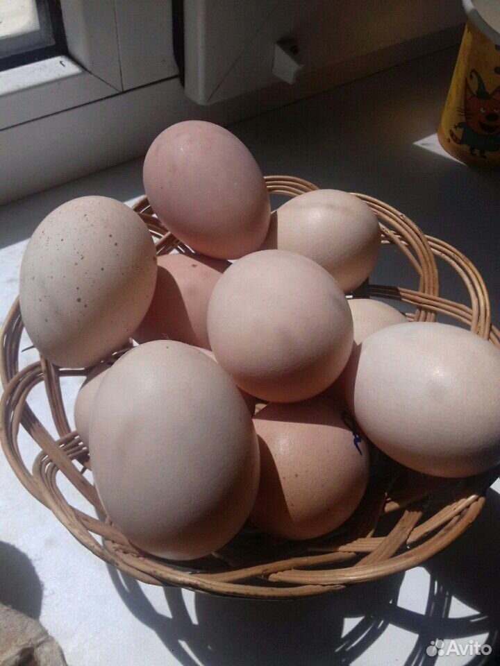 Купить яйца брама. Яйца Брама. 10 Яиц. Цена Брама яйца.