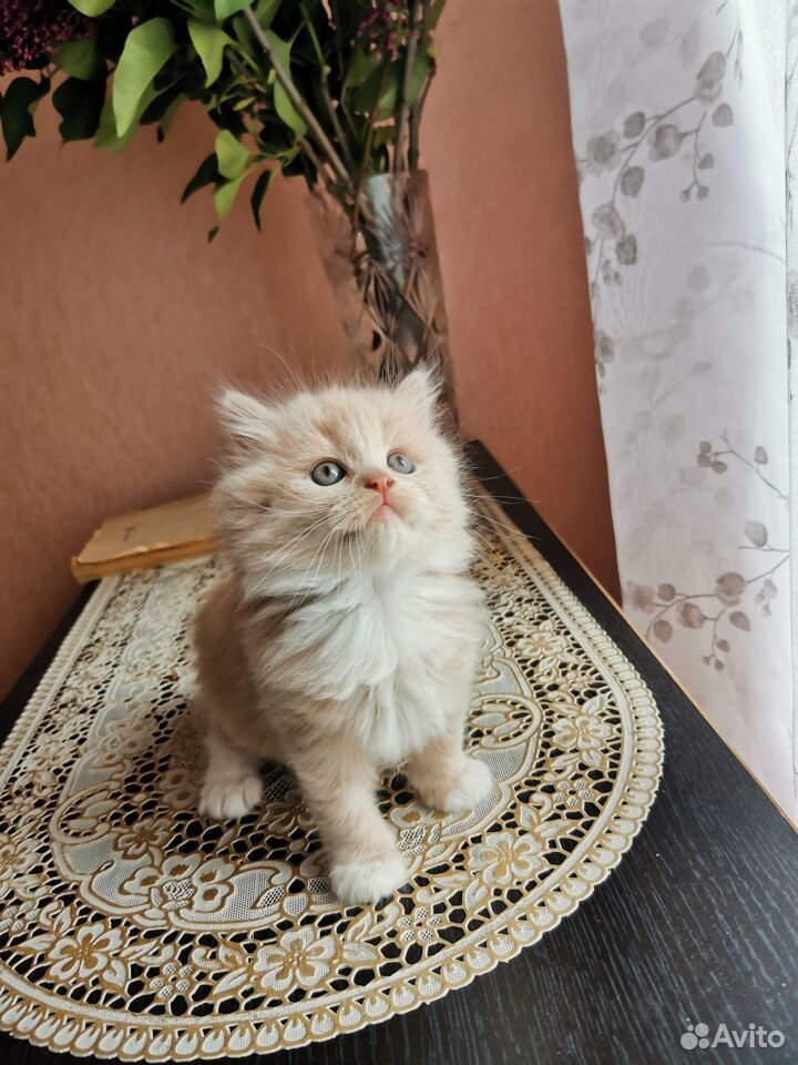 Красивый котёнок купить на Зозу.ру - фотография № 3