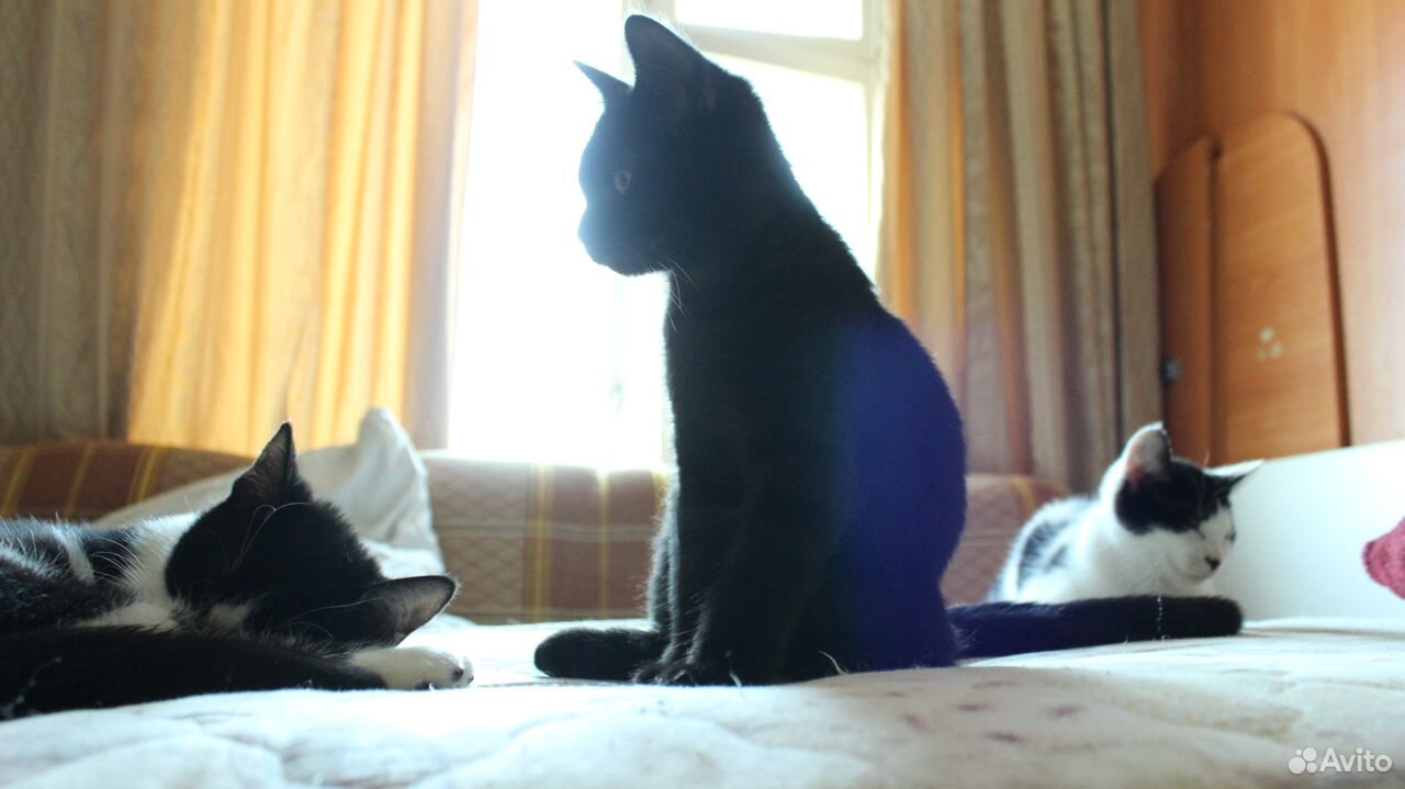 Черные и черно-белые котята, отдам купить на Зозу.ру - фотография № 10