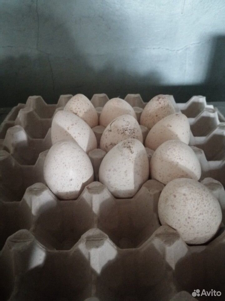 Инкубационное яйцо индюшки купить на Зозу.ру - фотография № 1
