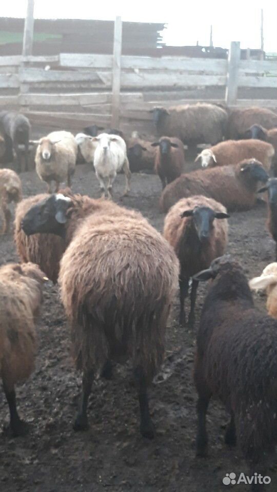 Корови тёлки и овци купить на Зозу.ру - фотография № 5