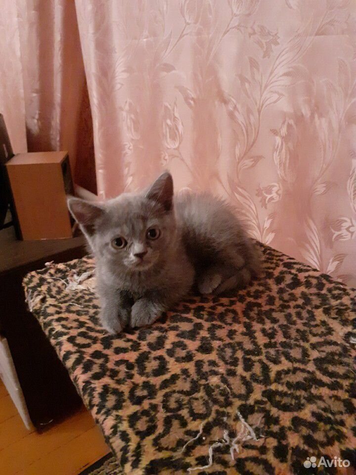 Продам котенка шатланского прямоухого купить на Зозу.ру - фотография № 1
