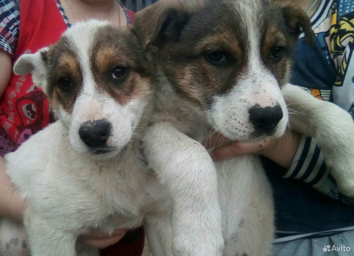 Собачки две девочки купить на Зозу.ру - фотография № 3