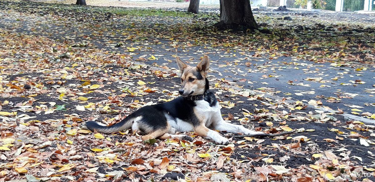 Собака стерилизованная Джульетта купить на Зозу.ру - фотография № 6