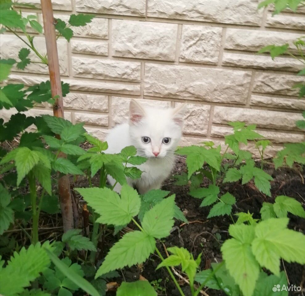Котенок котята купить на Зозу.ру - фотография № 2