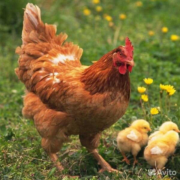 Куры Ломан Браун на яйцо 9 месячные купить на Зозу.ру - фотография № 1