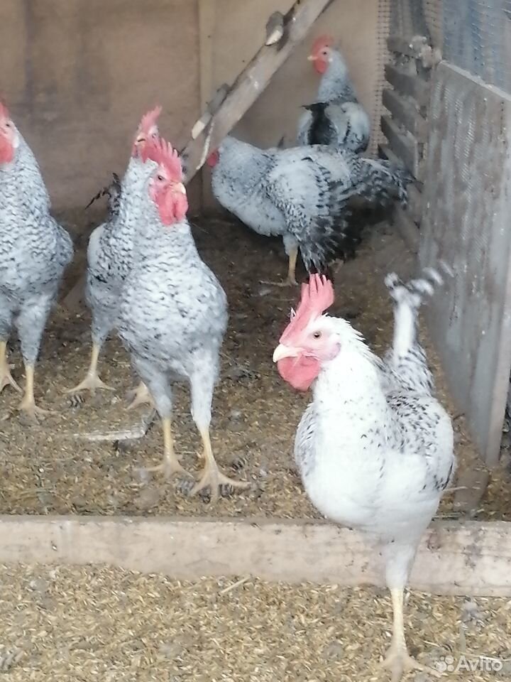 Порода кур барвистая характеристики. Цыплята Борковская барвистая. Борковская барвистая порода кур. Борковская барвистая яйцо. Курочка барвистое серебро.