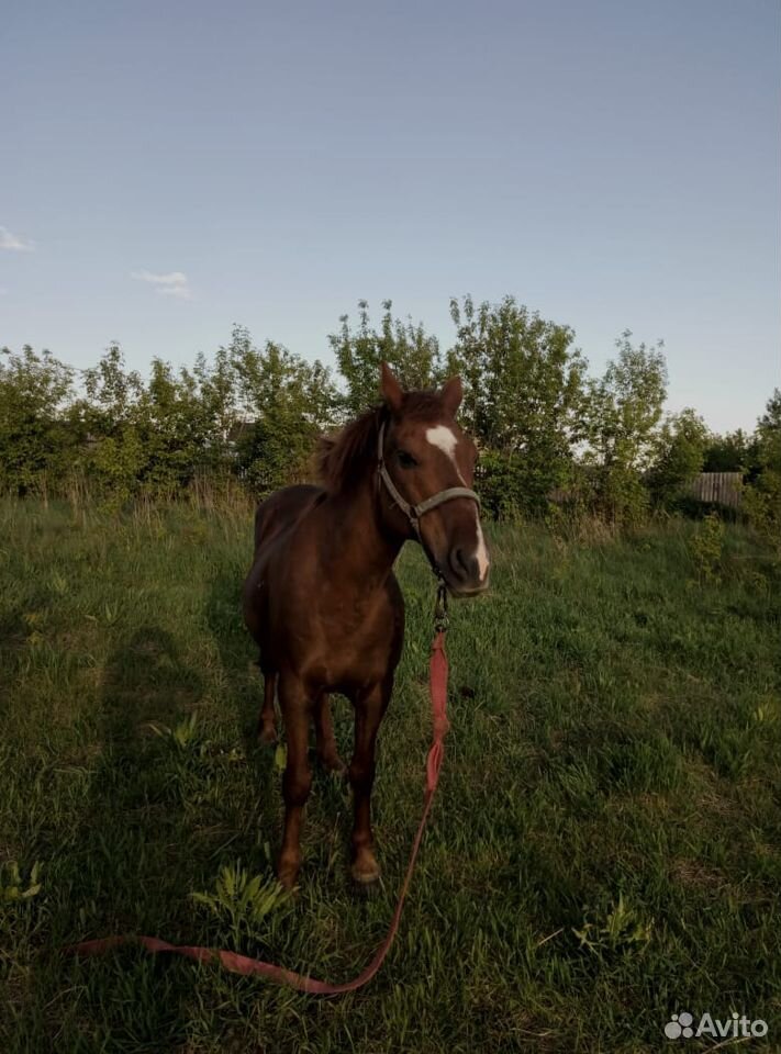 Продаю лошадь купить на Зозу.ру - фотография № 3