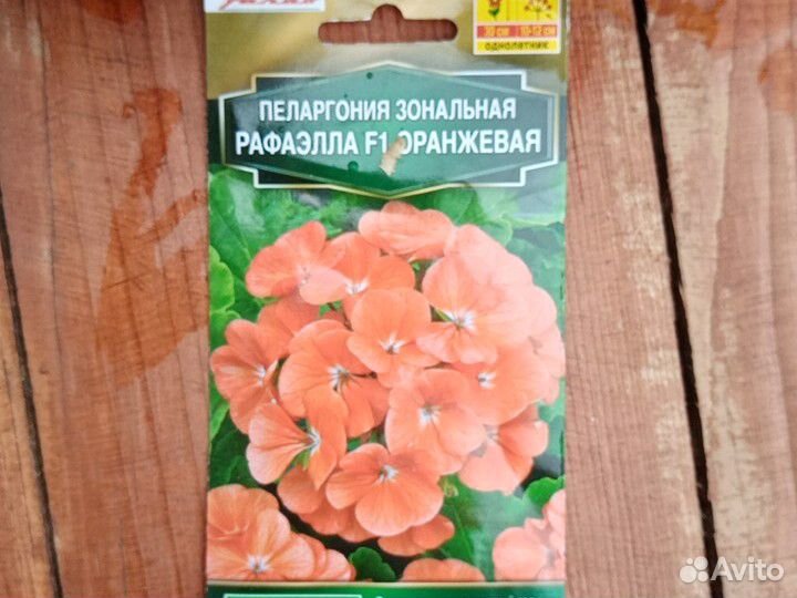 Сортовая пеларгония(герань) купить на Зозу.ру - фотография № 1