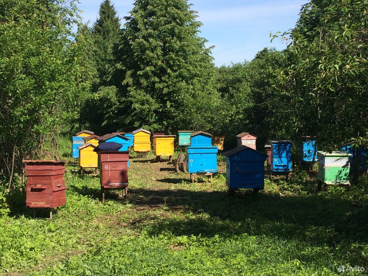 Купить Улей В Ивановской Области