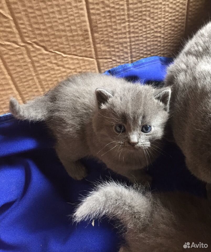 Продам британских котят голубого окраса. Родились купить на Зозу.ру - фотография № 3