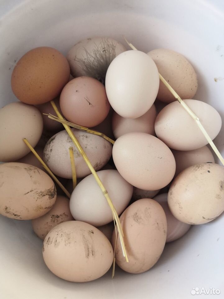 Инкубационное куриное яйцо домашнее купить на Зозу.ру - фотография № 1