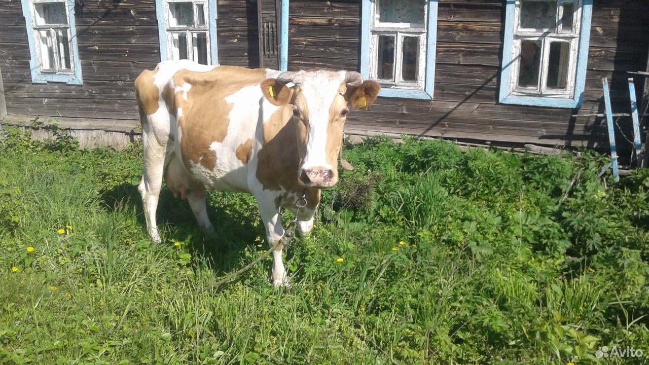 Корова голштинская купить на Зозу.ру - фотография № 1