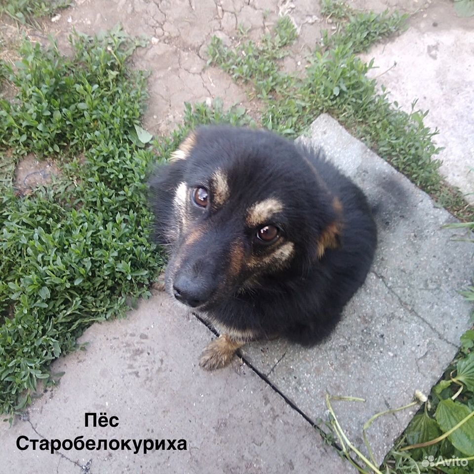 Хороший пёс звоночек (собака) купить на Зозу.ру - фотография № 1