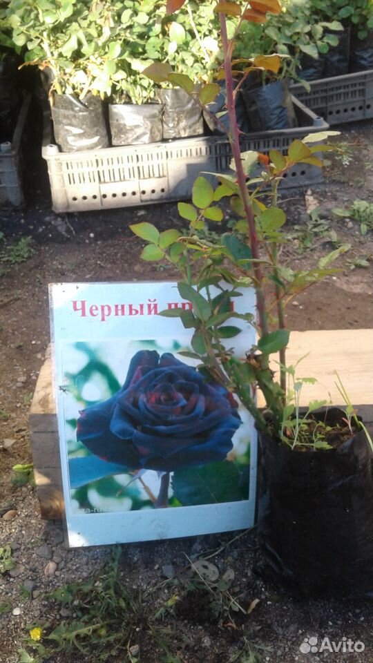 Розы купить на Зозу.ру - фотография № 2
