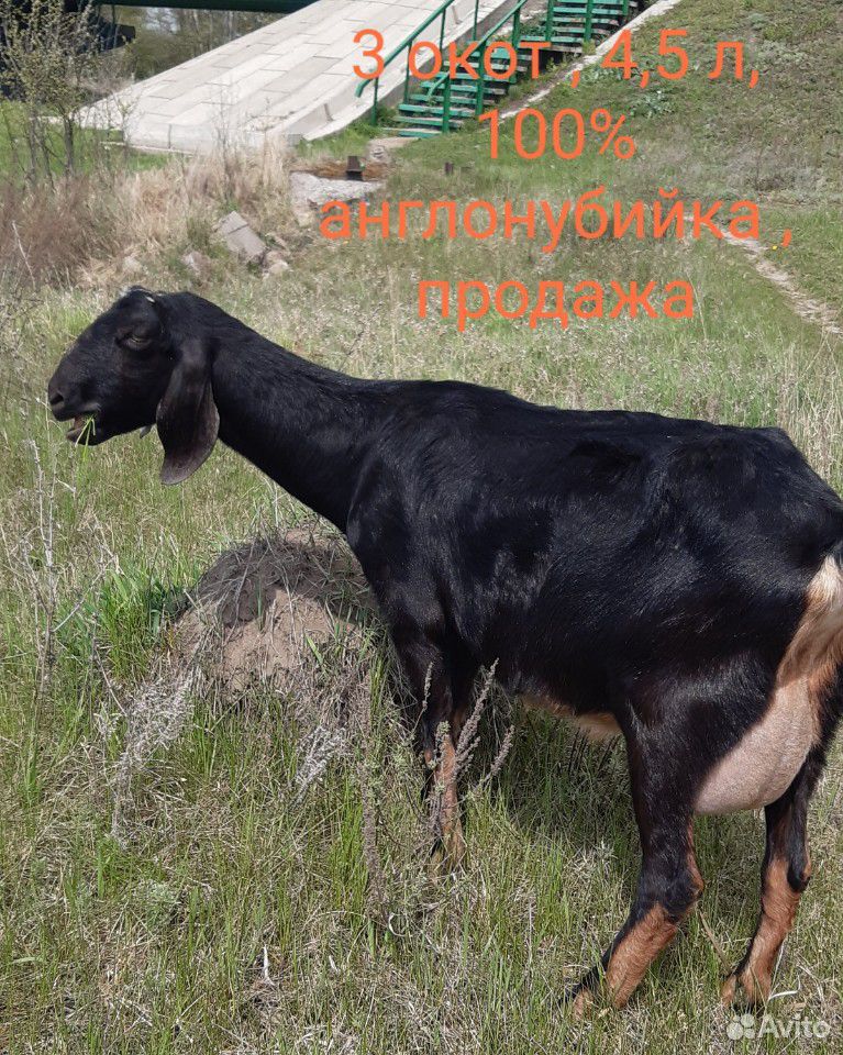 Коза нубийская купить на Зозу.ру - фотография № 1