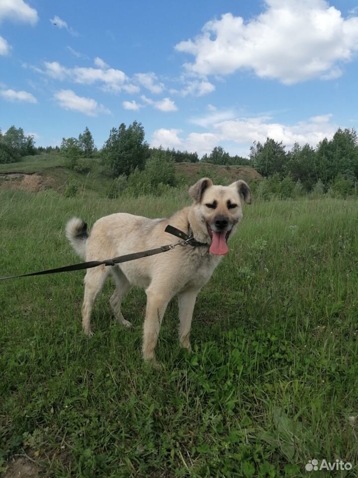 Молодая собака купить на Зозу.ру - фотография № 1