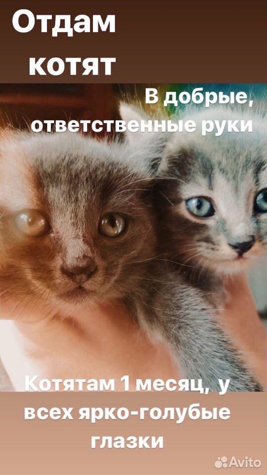 Котята - симпатяги купить на Зозу.ру - фотография № 1