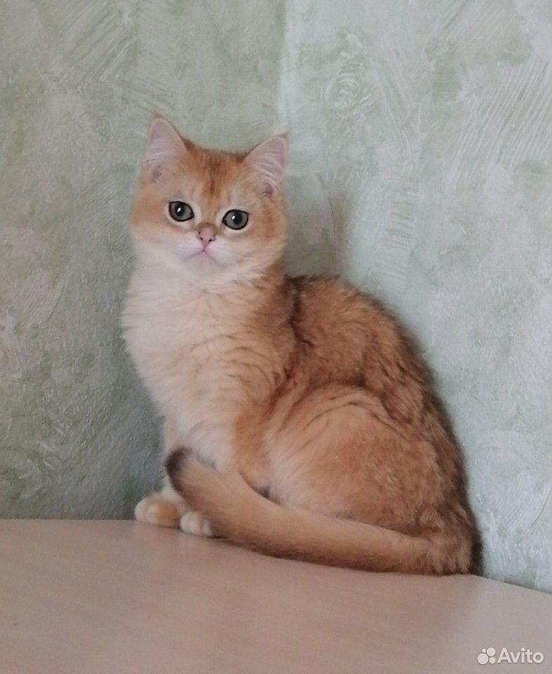 Шикарный котик купить на Зозу.ру - фотография № 2