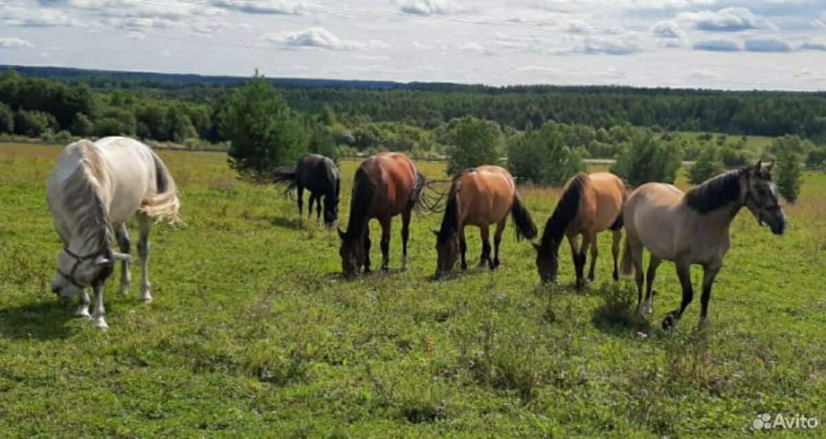 Прогулочные лошади купить на Зозу.ру - фотография № 1