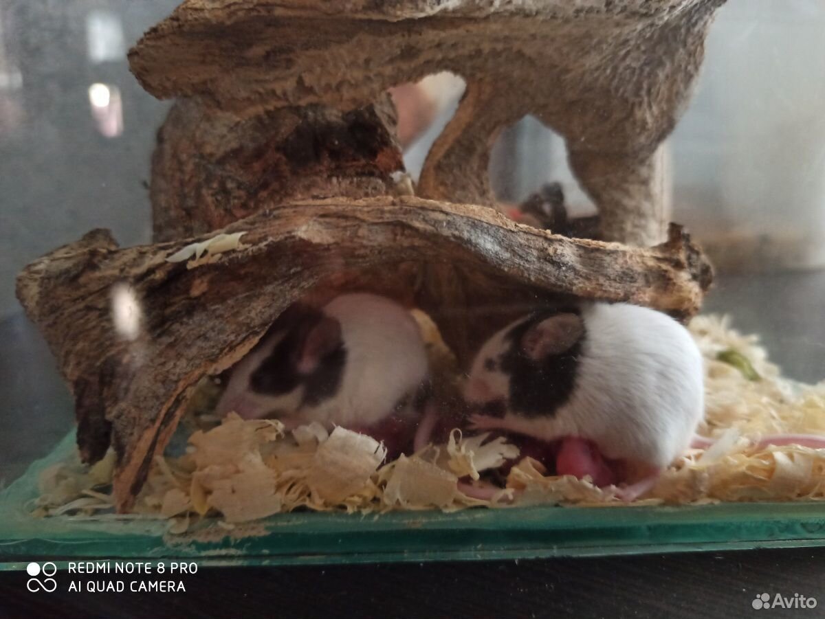 Мышь японская бамбуковая купить на Зозу.ру - фотография № 1