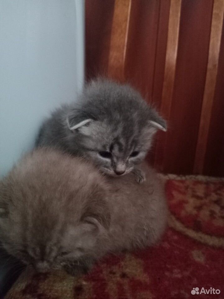 Сладкие котятки купить на Зозу.ру - фотография № 4